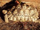 Pantherschildkröte, Stigmochelys pardalis, ein adultes Weibchen – © Hans-Jürgen Bidmon