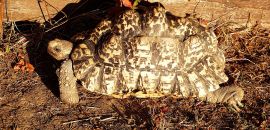 Pantherschildkröte, Stigmochelys pardalis, ein adultes Weibchen – © Hans-Jürgen Bidmon Pantherschildkröte, Stigmochelys pardalis, ein adultes Weibchen – © Hans-Jürgen Bidmon