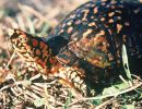 Carolina-Dosenschildkröte, Terrapene carolina, – © Jim Buskirk