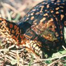 Carolina-Dosenschildkröte, Terrapene carolina, – © Jim Buskirk