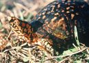 Carolina-Dosenschildkr&ouml;te, Terrapene carolina, &ndash; &copy; Jim Buskirk