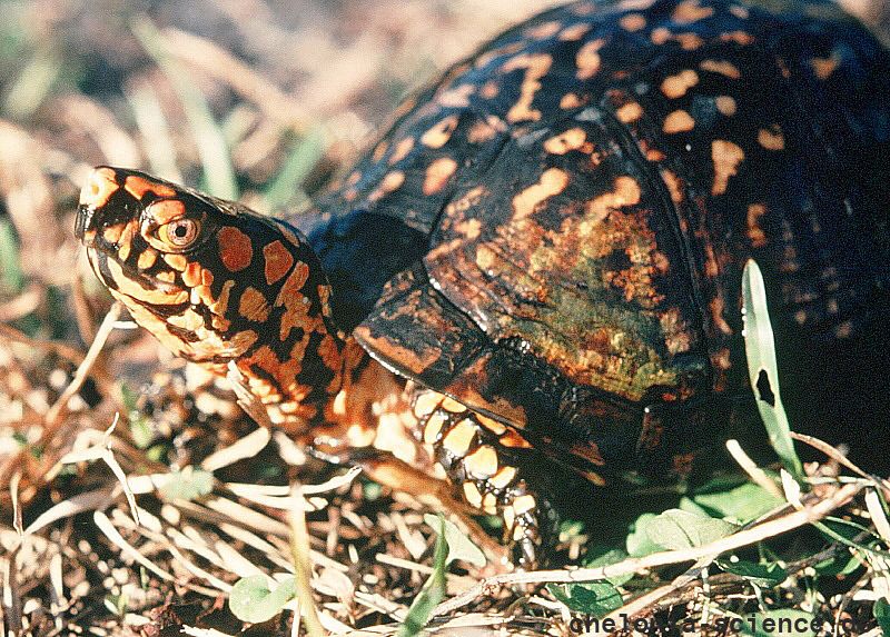 Carolina-Dosenschildkröte, Terrapene carolina, – © Jim Buskirk Carolina-Dosenschildkröte, Terrapene carolina, – © Jim Buskirk