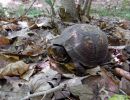 Carolina-Dosenschildkröte, Terrapene carolina carolina, ein weibliches Exemplar aus der Piedmont Ökoregion – © Ashley Graham