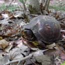 Carolina-Dosenschildkröte, Terrapene carolina carolina, ein weibliches Exemplar aus der Piedmont Ökoregion – © Ashley Graham