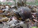 Carolina-Dosenschildkr&ouml;te, Terrapene carolina carolina, ein weibliches Exemplar aus der Piedmont &Ouml;koregion &ndash; &copy; Ashley Graham