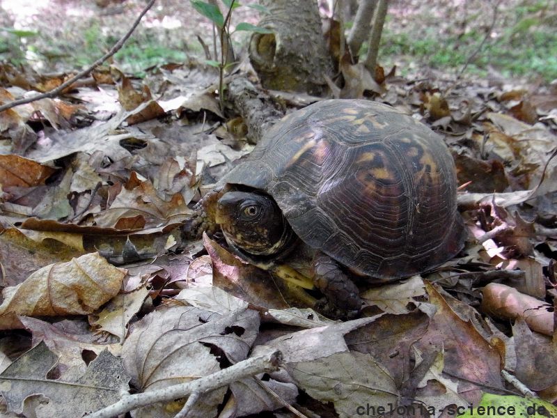 Carolina-Dosenschildkröte, Terrapene carolina carolina, ein weibliches Exemplar aus der Piedmont Ökoregion – © Ashley Graham Carolina-Dosenschildkröte, Terrapene carolina carolina, ein weibliches Exemplar aus der Piedmont Ökoregion – © Ashley Graham