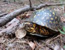 Carolina-Dosenschildkröte, Terrapene carolina carolina, ein männliches Exemplar aus der Piedmont Ökoregion – © Ashley Graham