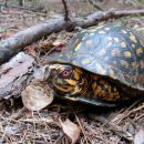 Carolina-Dosenschildkröte, Terrapene carolina carolina, ein männliches Exemplar aus der Piedmont Ökoregion – © Ashley Graham