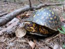 Carolina-Dosenschildkr&ouml;te, Terrapene carolina carolina, ein m&auml;nnliches Exemplar aus der Piedmont &Ouml;koregion &ndash; &copy; Ashley Graham