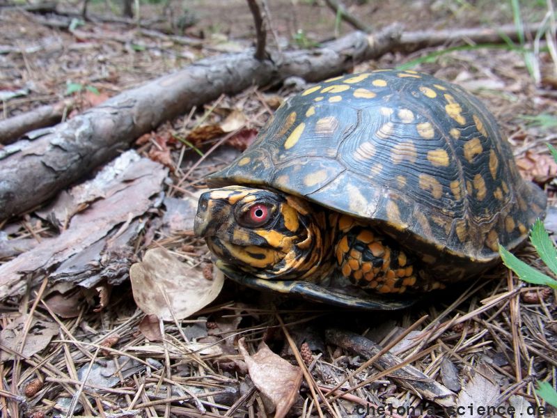 Carolina-Dosenschildkröte, Terrapene carolina carolina, ein männliches Exemplar aus der Piedmont Ökoregion – © Ashley Graham Carolina-Dosenschildkröte, Terrapene carolina carolina, ein männliches Exemplar aus der Piedmont Ökoregion – © Ashley Graham