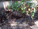 Carolina-Dosenschildkröte, Terrapene carolina carolina, – © Hans-Jürgen Bidmon