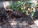 Carolina-Dosenschildkr&ouml;te, Terrapene carolina carolina, &ndash; &copy; Hans-J&uuml;rgen Bidmon