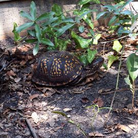 Carolina-Dosenschildkröte, Terrapene carolina carolina, – © Hans-Jürgen Bidmon