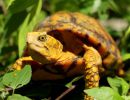 Yucatán-Dosenschildkröte, Terrapene yucatana, – © Michael T. Jones