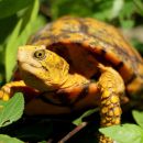 Yucatán-Dosenschildkröte, Terrapene yucatana, – © Michael T. Jones