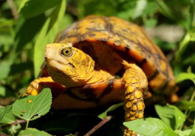 Terrapene yucatana – Yucatán-Dosenschildkröte