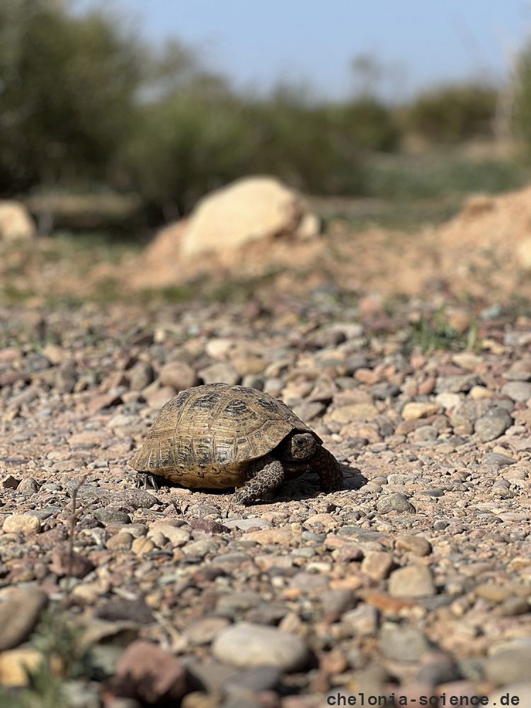 Maurische Landschildkröte, Testudo graeca, aus Marokko im Biotop (Souss-Massa Region) – © Kacper Danieliszyn