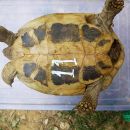 Griechische Landschildkröte, Testudo hermanni boettgeri, mit einer Zecke am rechten Hinterbein. – © Prof. S. Duro