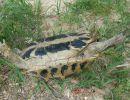 Griechische Landschildkröte, Testudo hermanni boettgeri, mit einer Zecke am linken Hinterbein. – © Prof. S. Duro