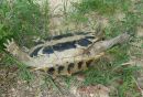 Griechische Landschildkröte, Testudo hermanni boettgeri, mit einer Zecke am linken Hinterbein. – © Prof. S. Duro Griechische Landschildkröte, Testudo hermanni boettgeri, mit einer Zecke am linken Hinterbein. – © Prof. S. Duro