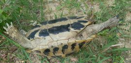 Griechische Landschildkröte, Testudo hermanni boettgeri, mit einer Zecke am linken Hinterbein. – © Prof. S. Duro