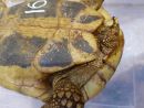 Griechische Landschildkröte, Testudo hermanni boettgeri, mit einer Zecke am Schwanzansatz. – © Prof. S. Duro Griechische Landschildkröte, Testudo hermanni boettgeri, mit einer Zecke am Schwanzansatz. – © Prof. S. Duro