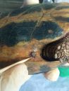 Griechische Landschildkröte, Testudo hermanni boettgeri, mit zwei Zecken am linken Hinterbein. – © Prof. S. Duro Griechische Landschildkröte, Testudo hermanni boettgeri, mit zwei Zecken am linken Hinterbein. – © Prof. S. Duro