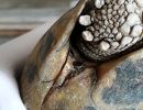 Griechische Landschildkröte, Testudo hermanni boettgeri, mit zwei Zecken am linken Hinterbein. – © Prof. S. Duro