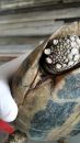Griechische Landschildkröte, Testudo hermanni boettgeri, mit zwei Zecken am linken Hinterbein. – © Prof. S. Duro Griechische Landschildkröte, Testudo hermanni boettgeri, mit zwei Zecken am linken Hinterbein. – © Prof. S. Duro