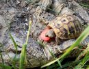 Griechische Landschildkröte, Testudo hermanni boettgeri, mit eitrigem Ohrabszess. – © Hans-Jürgen Bidmon