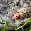 Griechische Landschildkröte, Testudo hermanni boettgeri, mit eitrigem Ohrabszess. – © Hans-Jürgen Bidmon