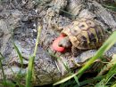 Griechische Landschildkröte, Testudo hermanni boettgeri, mit eitrigem Ohrabszess. – © Hans-Jürgen Bidmon Griechische Landschildkröte, Testudo hermanni boettgeri, mit eitrigem Ohrabszess. – © Hans-Jürgen Bidmon