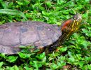 Kinnfleck-Schmuckschildkröte, Trachemys callirostris, – © Vivian P. Paez