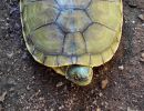 Hispaniola-Schmuckschildkröte, Trachemys decorata, – © Paul Jeffey-Mackenzy, Caribaea Initiative