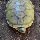 Hispaniola-Schmuckschildkröte, Trachemys decorata, – © Paul Jeffey-Mackenzy, Caribaea Initiative