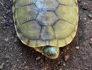 Hispaniola-Schmuckschildkröte, Trachemys decorata, – © Paul Jeffey-Mackenzy, Caribaea Initiative