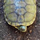 Hispaniola-Schmuckschildkröte, Trachemys decorata, – © Paul Jeffey-Mackenzy, Caribaea Initiative