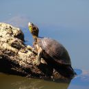 Südamerikanische Schmuckschildkröte, Trachemys dorbigni, – © Carolina Silveira Mascarenhas