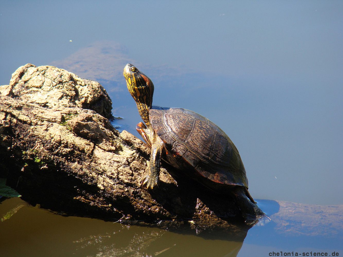 Südamerikanische Schmuckschildkröte, Trachemys dorbigni, – © Carolina Silveira Mascarenhas