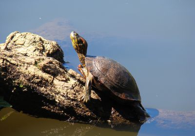 Südamerikanische Schmuckschildkröte, Trachemys dorbigni, – © Carolina Silveira Mascarenhas