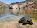 Nazas-Buchstaben-Schmuckschildkröte, Trachemys hartwegi, – © Ernesto Becerra