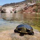 Nazas-Buchstaben-Schmuckschildkröte, Trachemys hartwegi, – © Ernesto Becerra Nazas-Buchstaben-Schmuckschildkröte, Trachemys hartwegi, – © Ernesto Becerra