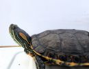 Nazas-Buchstaben-Schmuckschildkröte, Trachemys hartwegi, – © Ernesto Becerra