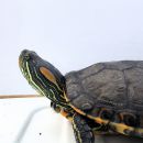 Nazas-Buchstaben-Schmuckschildkröte, Trachemys hartwegi, – © Ernesto Becerra Nazas-Buchstaben-Schmuckschildkröte, Trachemys hartwegi, – © Ernesto Becerra