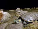 Nazas-Buchstaben-Schmuckschildkröte, Trachemys hartwegi, – © Ernesto Becerra