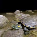 Nazas-Buchstaben-Schmuckschildkröte, Trachemys hartwegi, – © Ernesto Becerra Nazas-Buchstaben-Schmuckschildkröte, Trachemys hartwegi, – © Ernesto Becerra