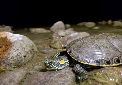 Nazas-Buchstaben-Schmuckschildkröte , Trachemys hartwegi, – © Ernesto Becerra. Nazas-Buchstaben-Schmuckschildkröte , Trachemys hartwegi, – © Ernesto Becerra