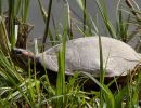 Rotwangen-Schmuckschildkröte, Trachemys scripta elegans, – © Hans-Jürgen Bidmon