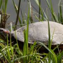 Rotwangen-Schmuckschildkröte, Trachemys scripta elegans, – © Hans-Jürgen Bidmon