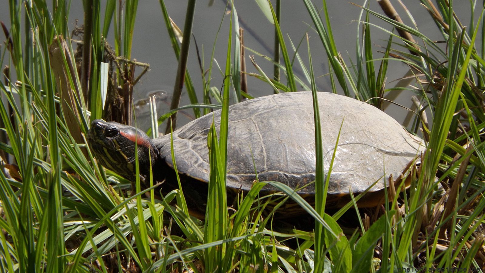 Rotwangen-Schmuckschildkröte, Trachemys scripta elegans, sitzt sonnend am Ufer – © Hans-Jürgen Bidmon